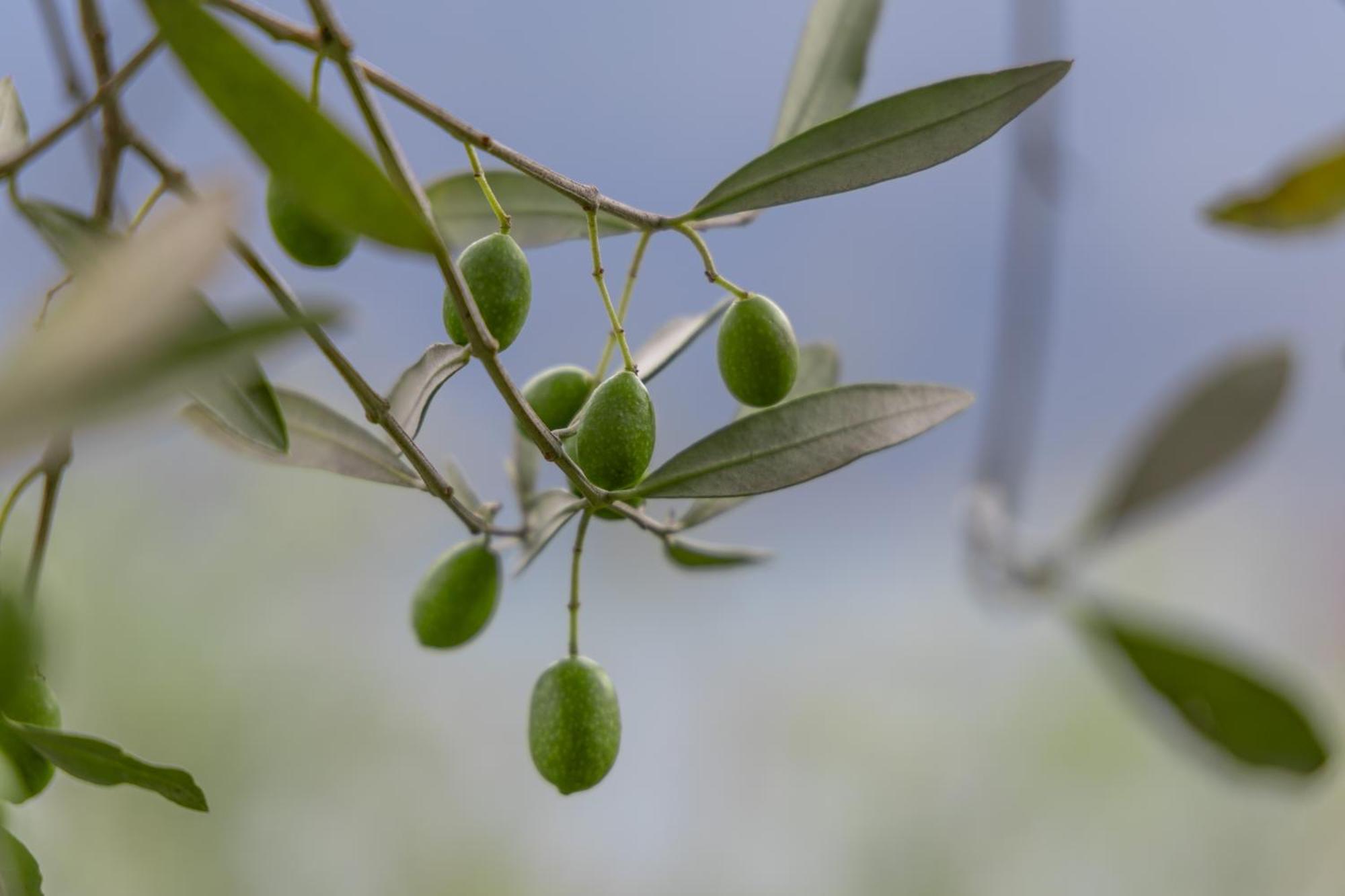 Llac Living Nature Hotel Limone sul Garda Luaran gambar